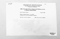 Ravenelia idonea image